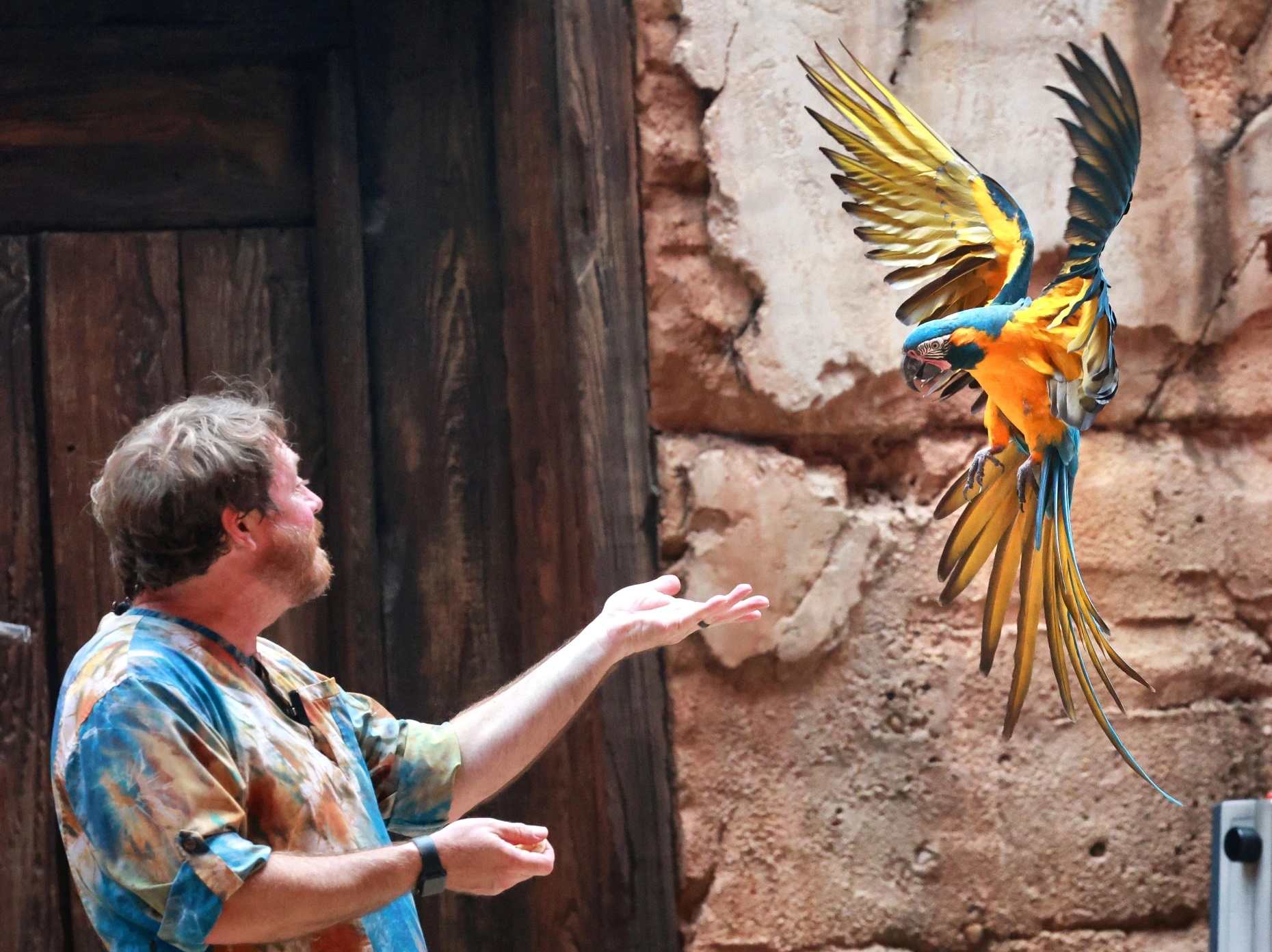 On World Parrot Day, a macaw comes in for a landing during the “Feathered Friends in Flight!” show at Disney’s Animal Kingdom, Thursday, May 31, 2023.