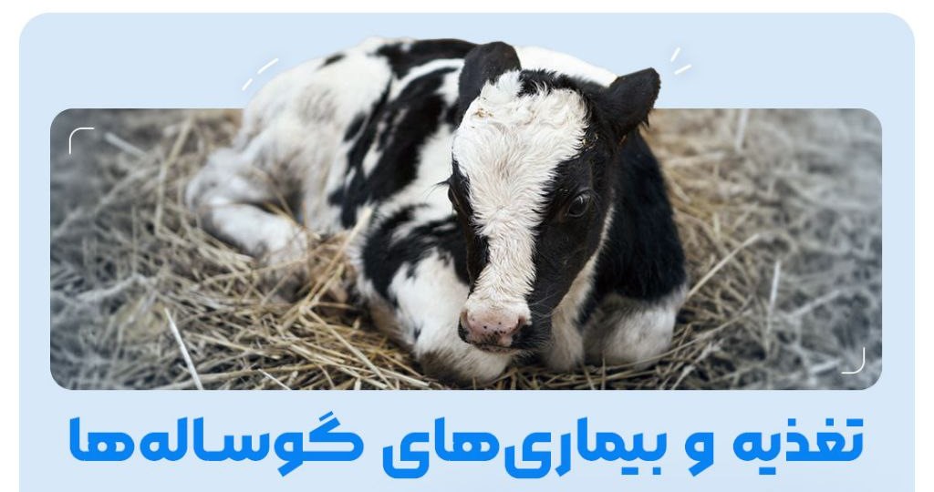[ویژه دامپزشک] بررسی علل مرگ و میر، تغذیه، بیماری ها و مشکلات بعد از تولد در گوساله ها
