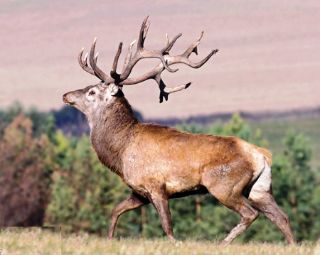 [دیدنی‌ها] ایران زیبا‌: گلّه مَرال (گاو کوهی) در البرز مرکزی!