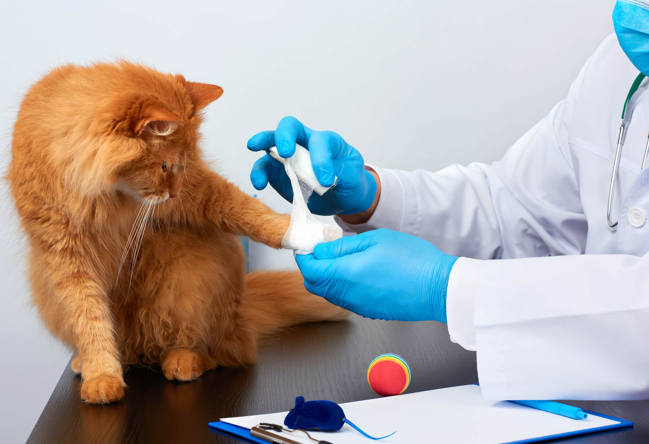 درمان اولیه زخم و سوختگی در گربه‌ها