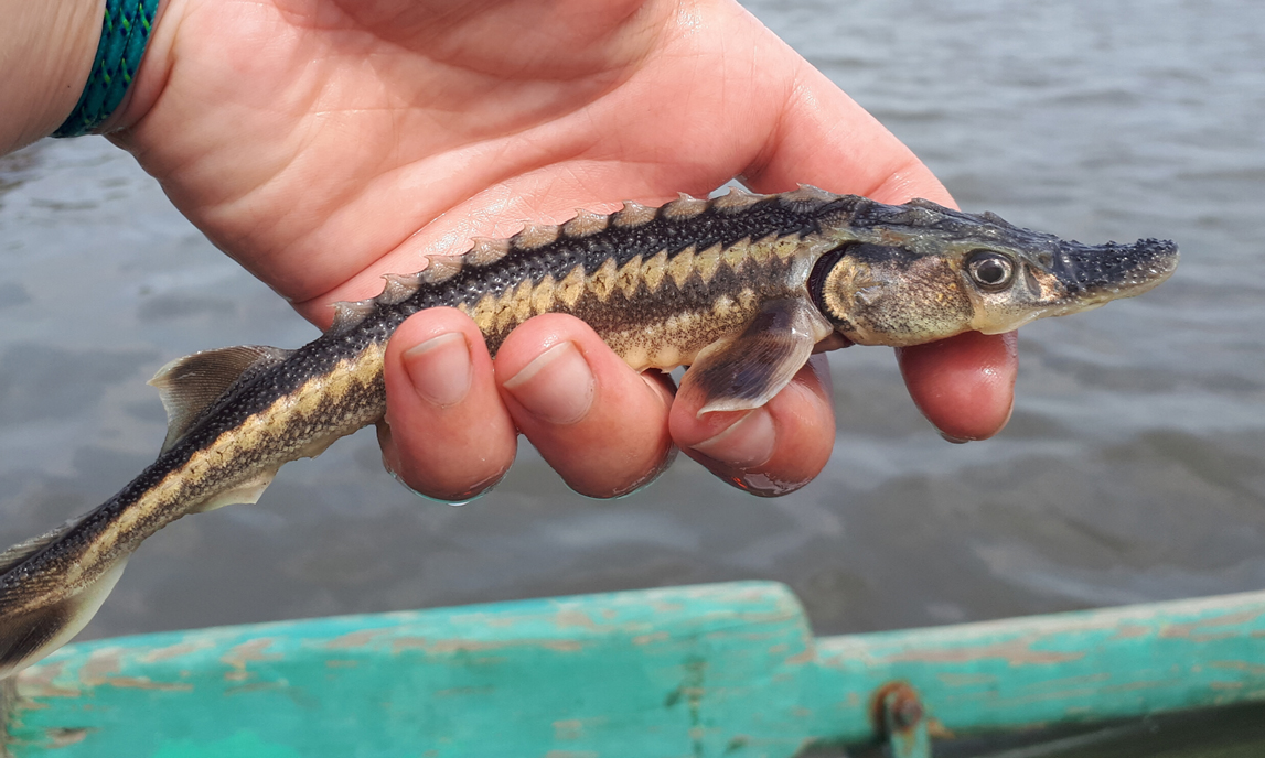 سومین کارگاه ملّی تکثیر مصنوعی و پرورش لارو ماهی‌های خاویاری