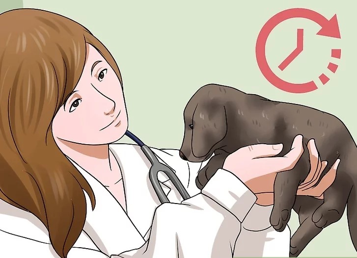 راهنمای انتخاب توله سگ سالم