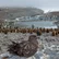 چرا رسیدن آنفولانزای پرندگان به قطب نگرانکننده است؟