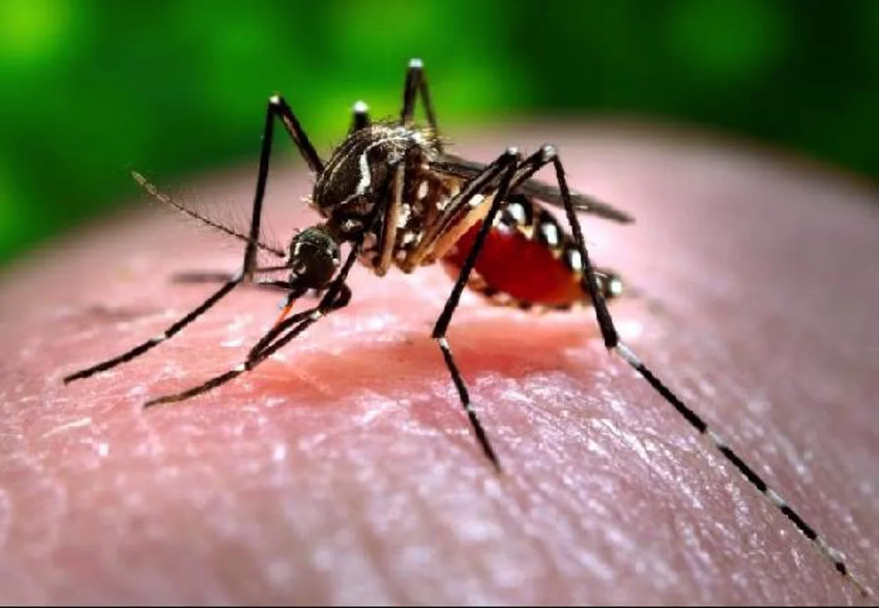 وبینار آموزشی تب دنگی (Dengue Fever)
