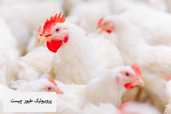 فواید پروبیوتیک برای پرندگان