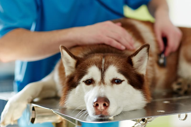 هپاتیت عفونی سگ (ICH) چیست و چرا برای ما مهم است؟