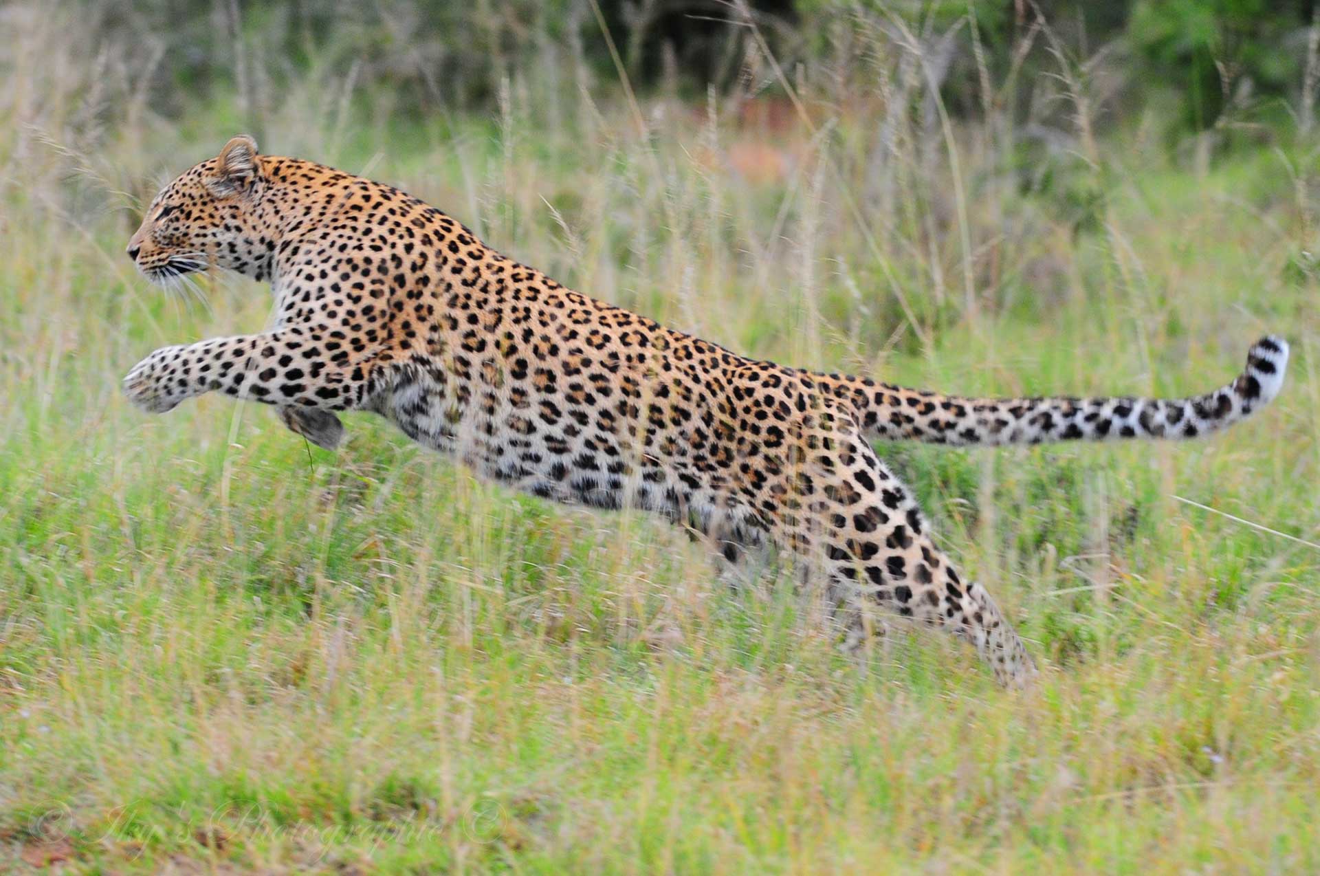 در «روز جهانی پلنگ» با تهدید اصلی زندگی آن‌ها آشنا شویم