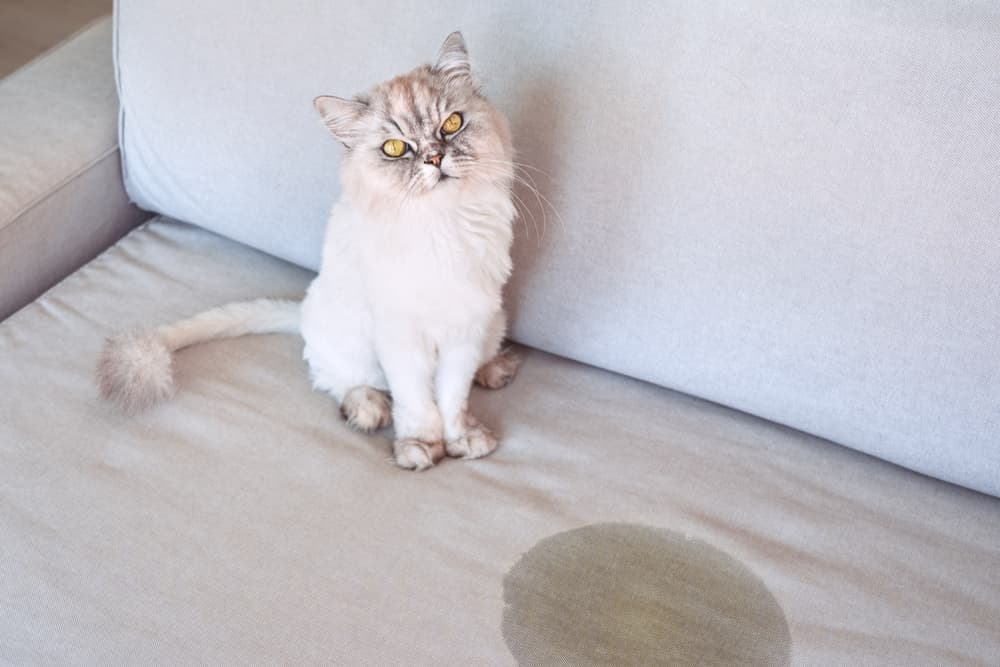 بررسی علل دستشویی کردن گربه خارج از ظرف خاک