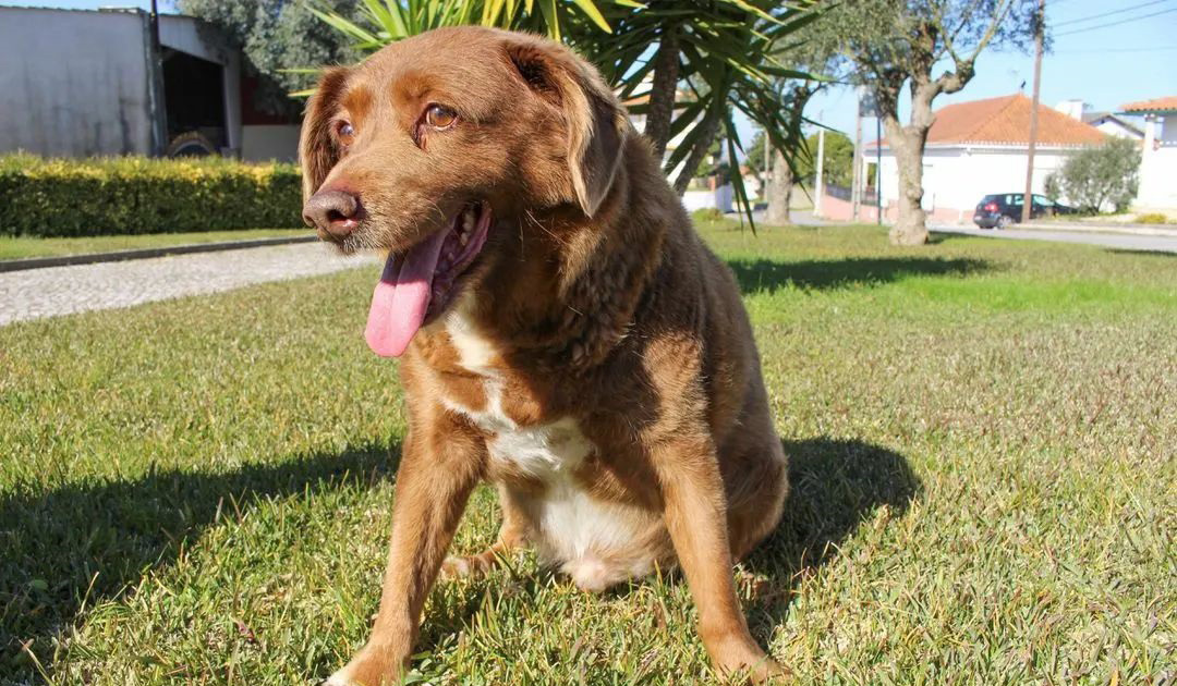 [دیدنی‌ها] با پیرترین سگ دنیا، « بابی » آشنا شوید!