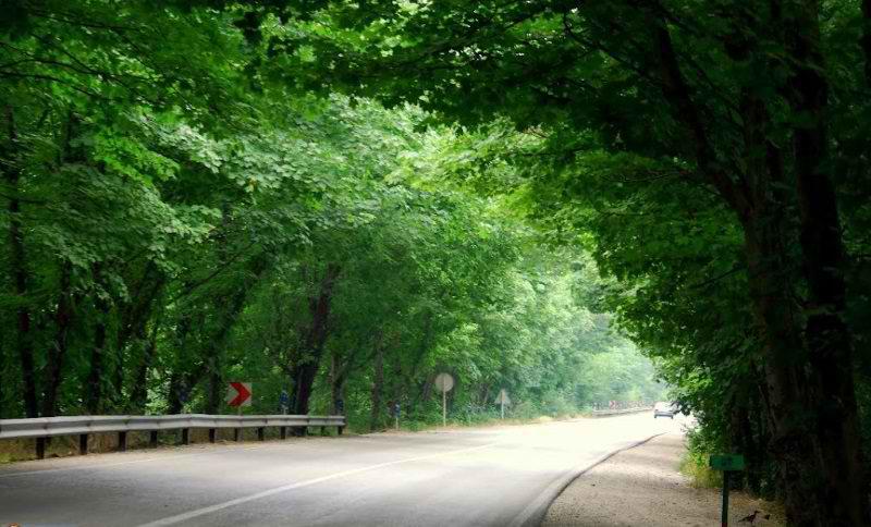 [دیدنی‌ها] تصاویر محیط‌بانان از قوچ و میش اوریال در فصل زایش