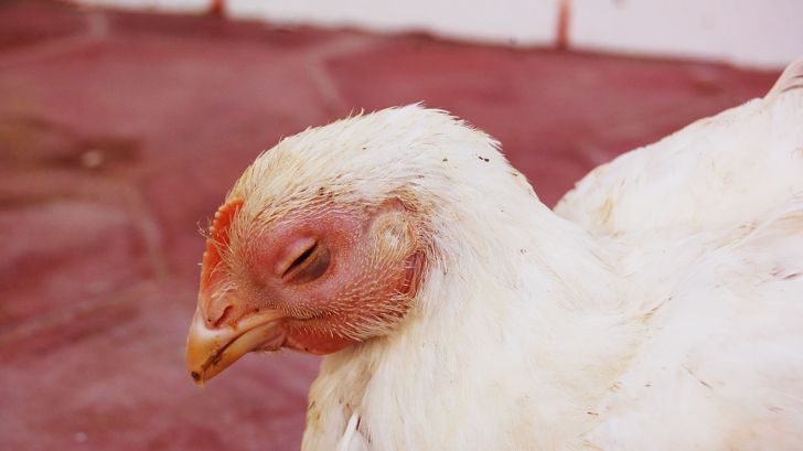 بررسی علل و علائم بیماری‌های تنفسی در پرندگان، پیشگیری و درمان