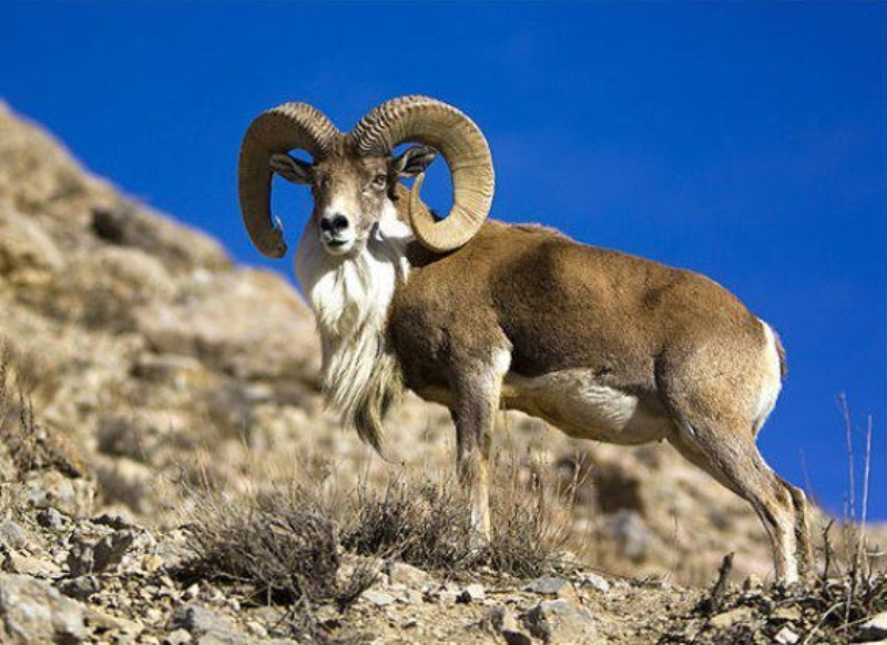 [دیدنی‌ها] گله قوچ اوریال در پارک ملّی گلستان، ببینید و لذت ببرید!