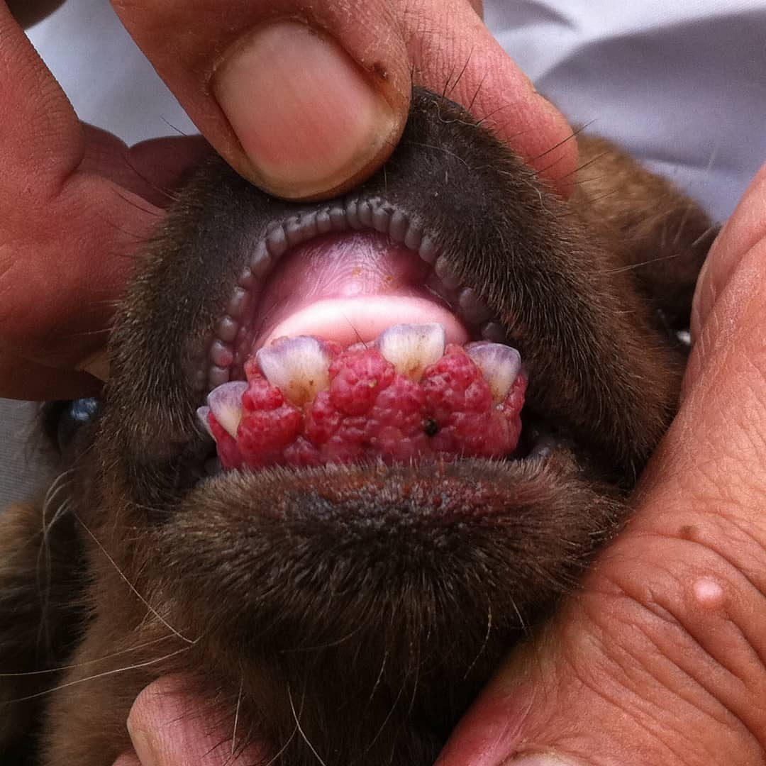 بیماری مسری برّه‌ و بزغاله نوزاد، با اکتیما بیشتر آشنا شویم