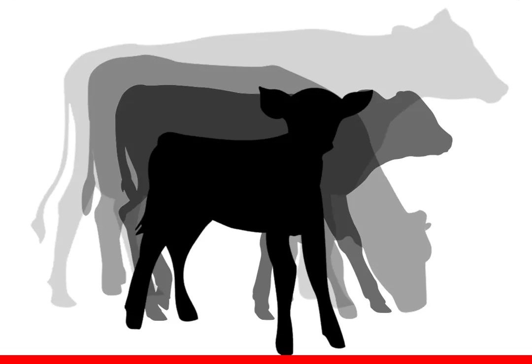 [ویژه دامپزشک] نخستین کنفرانس ملّی و مجازی پرورش گوساله (CRC)