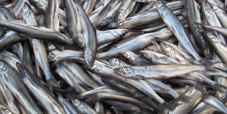 ارزش صادرات آبزیان در هشت‌ماه اول ۱۴۰۲ به ۲۳۵ میلیون دلار رسید