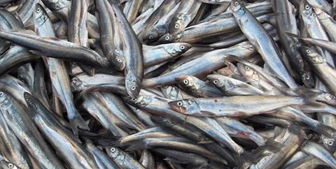 ارزش صادرات آبزیان در هشتماه اول ۱۴۰۲ به ۲۳۵ میلیون دلار رسید