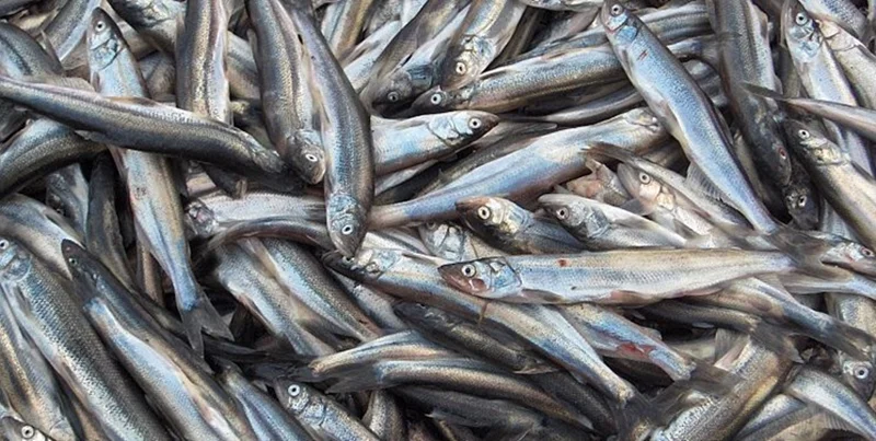 ارزش صادرات آبزیان در هشتماه اول ۱۴۰۲ به ۲۳۵ میلیون دلار رسید