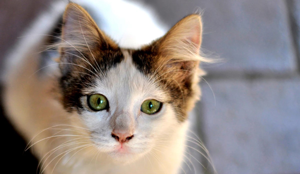 روز جهانی گربه به صاحبان و دوست‌داران گربه‌های شیطون ایران مبارک!