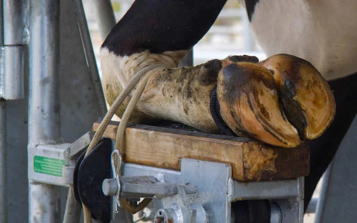 دوره آموزشی حضوری سم‌چینی گاو