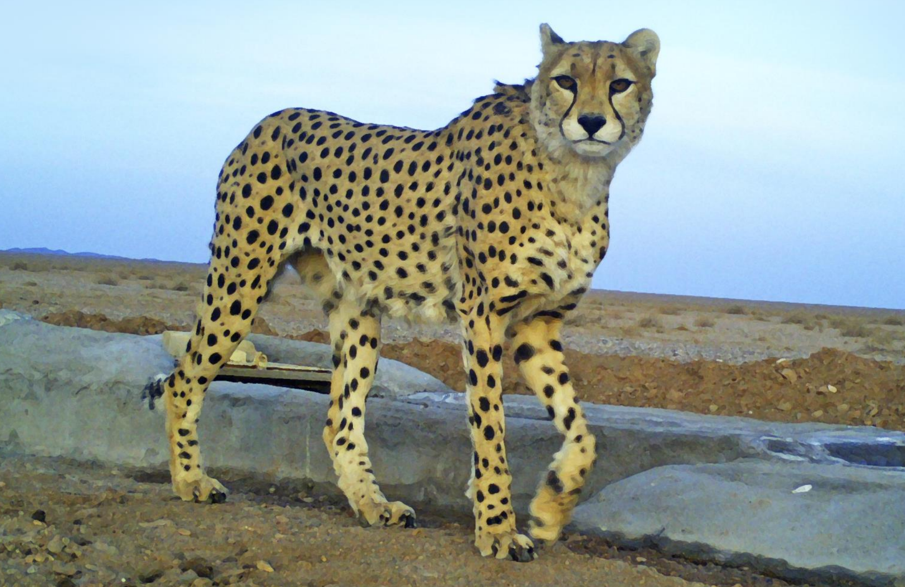 گزارش نهایی پایش وضعیت یوزپلنگ آسیایی در زیست‌گاه‌های شمالی ایران