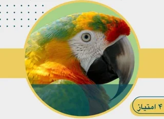 دوره آموزشی مجازی مهمترین بیماریهای رایج در پرندگان زینتی