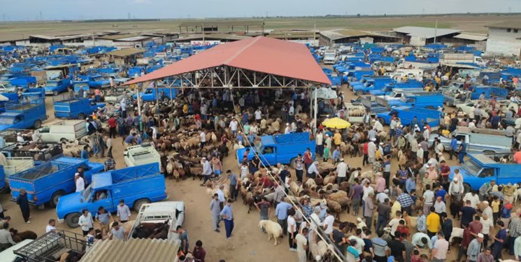 ابهام درباره ورود سویه‌های جدیدی از بیماری تب‌برفکی به ایران، بیشتر بدانیم