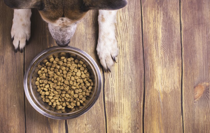 مفهوم خاکستر (Ash) در غذای خشک حیوانات چیست و چه فایده ای دارد؟