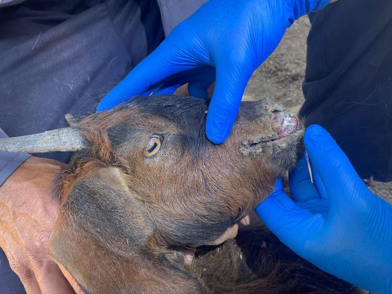 تلاش‌ها برای تولید واکسن ایرانی بیماری دهان‌جوشا در بره و بزغاله ادامه دارد ...