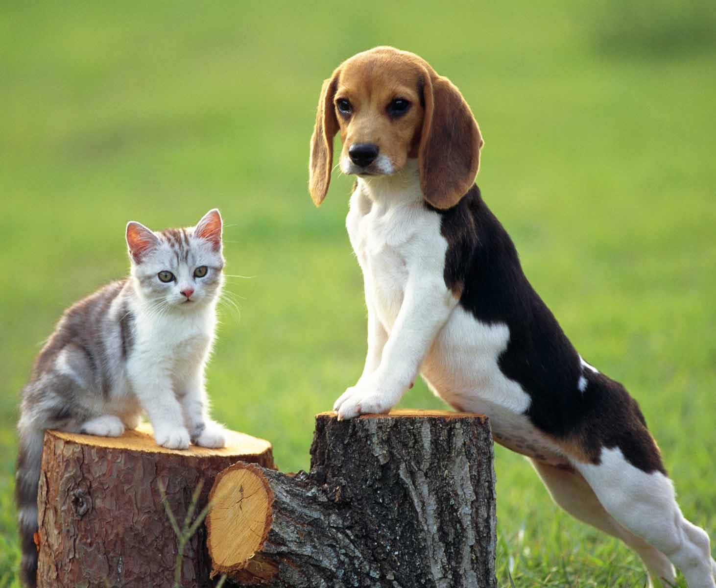 کدام حیوان خانگی برای من مناسب تر است؟ سگ یا گربه؟