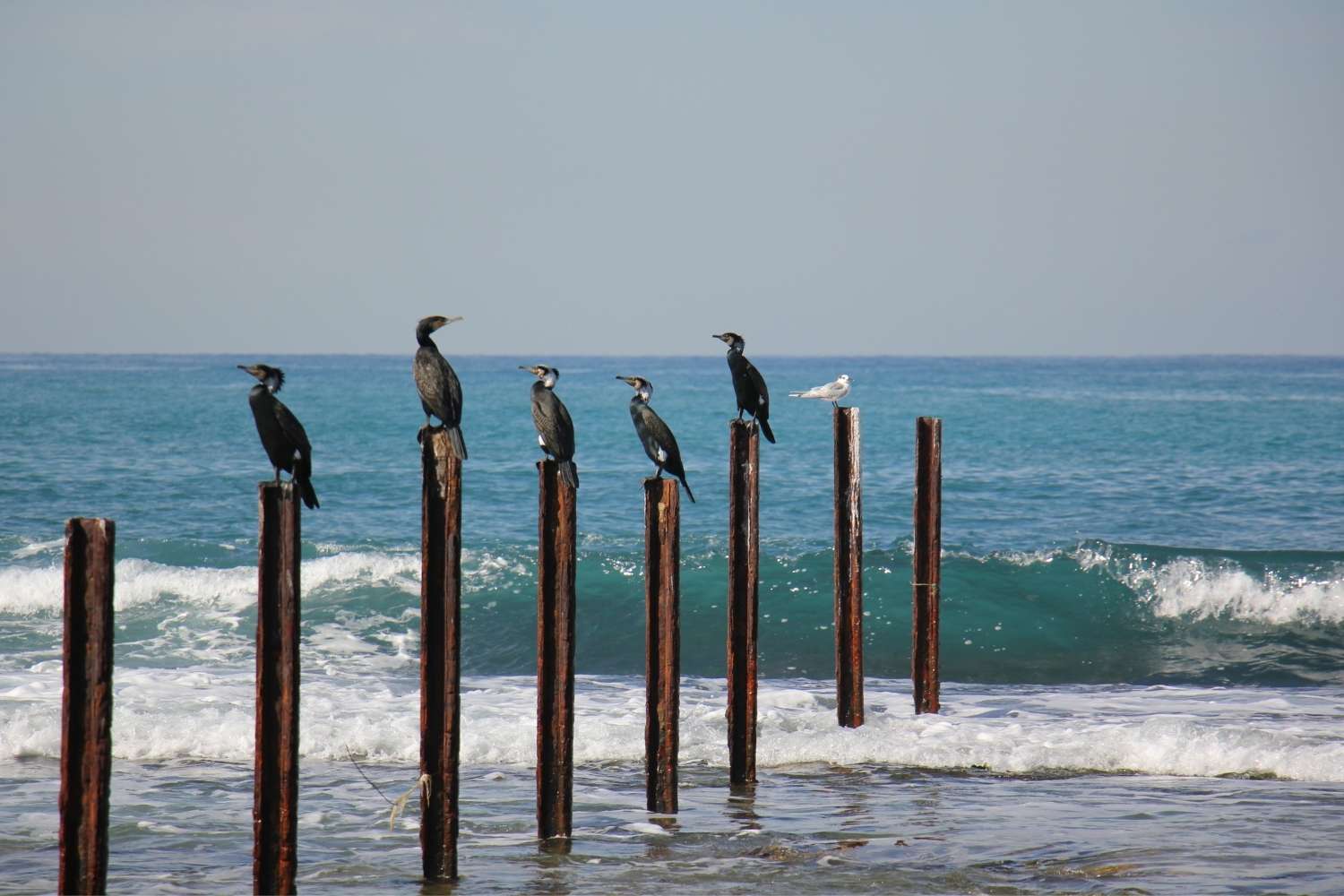 چرا ۱۲ تیر، روز جهانی پرندگان دریایی نامگذاری شده است؟