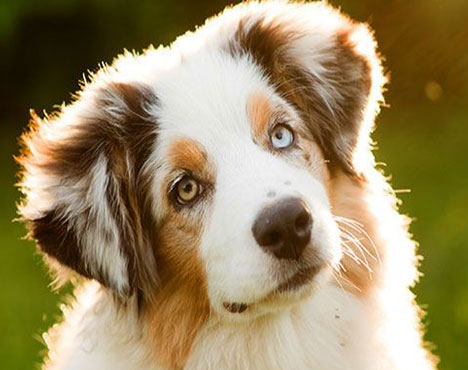 نهان بیضگی یا کریپتورکیدیسم در سگ ها