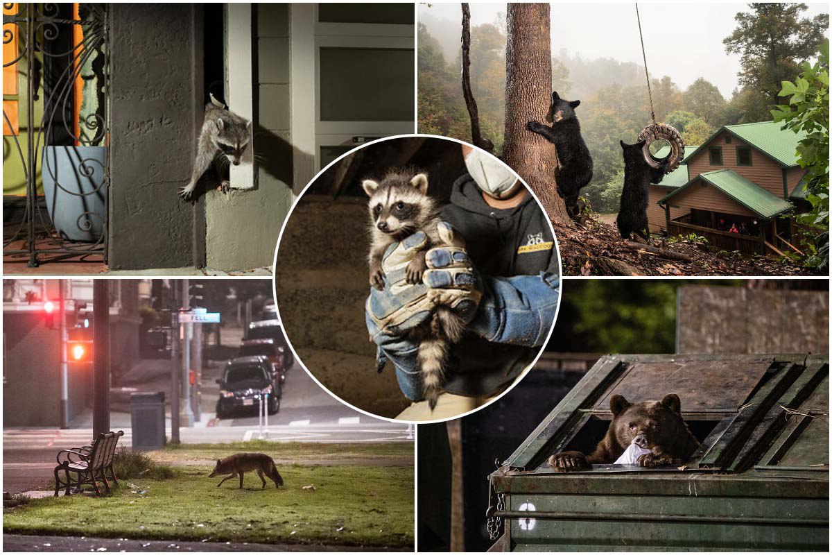 [نگارخانه وهمن] پرسه زدن حیوانات وحشی در محله‌های مسکونی!