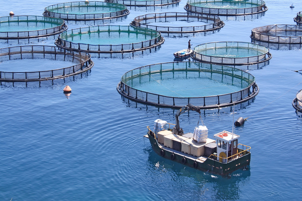 شیلات و آبزی‌پروری بخش پرسود اقتصاد ملّی و کشاورزی است
