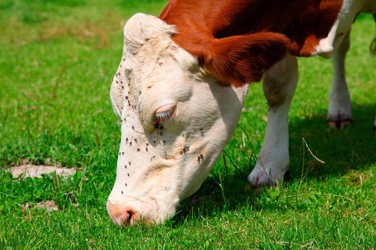 [ویژه دامپزشک] دوره آموزشی مجازی آناپلاسموز در نشخوارکنندگان