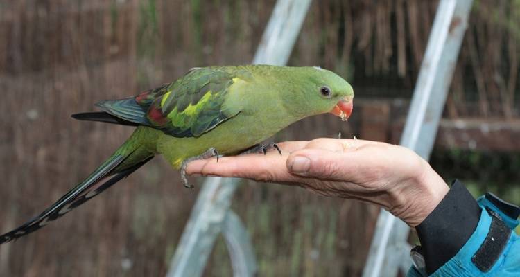 آموزش روی دست آمدن به طوطی (step up)