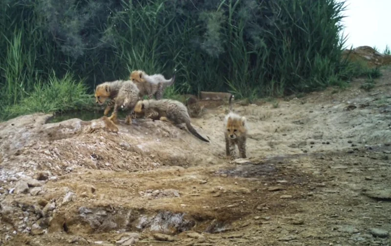 روحی تازه به یوزپلنگ آسیایی، خورشید با ۴ توله طلوع کرد!