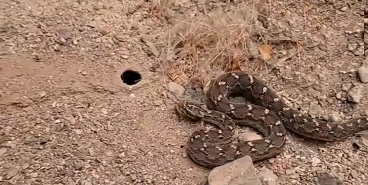 روز جهانی مار، آیا همه مارها خطرناک و سمّی هستند؟