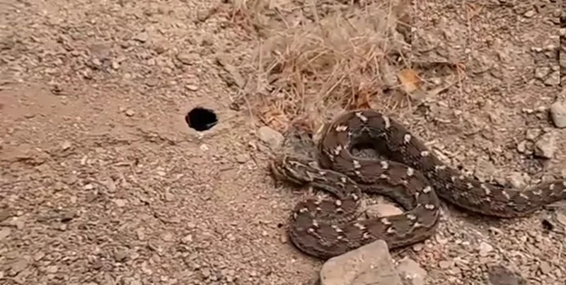 روز جهانی مار، آیا همه مارها خطرناک و سمّی هستند؟