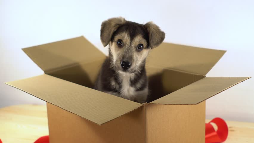 نکات مقدماتی آشنایی سگ جدید با خانه