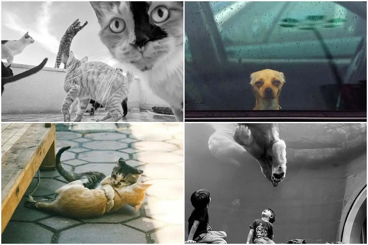 [نگارخانه وهمن] منتخب عکس‌هایی که احساسات حیوانات را به نمایش می‌گذارند