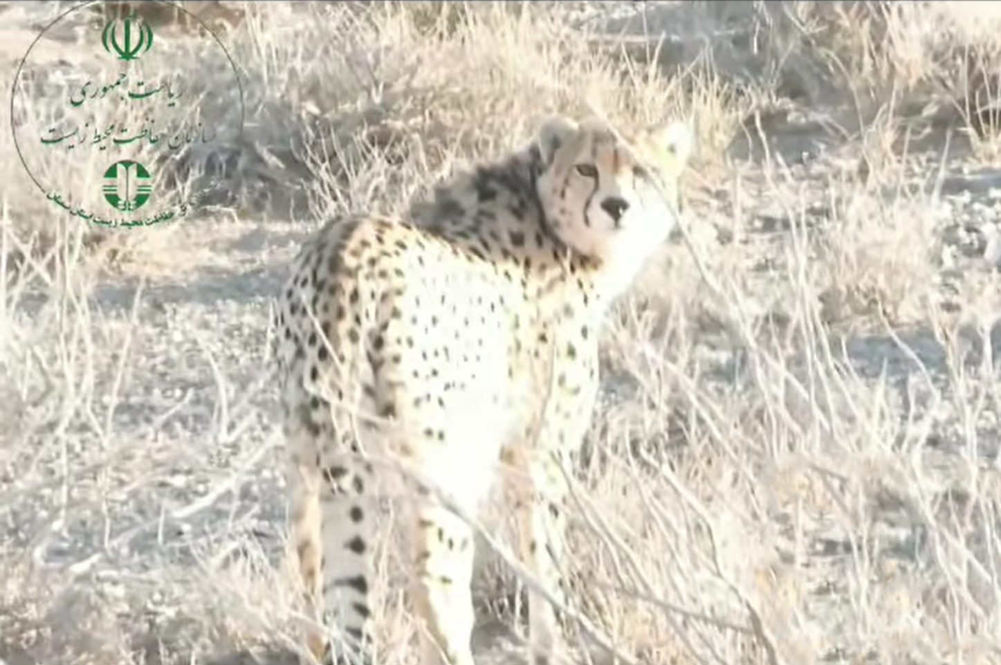 [دیدنی‌ها] جدید‌ترین تصاویر ثبت شده از هیوا، یوزپلنگ آسیایی پس از ۳ سال بی‌خبری را تماشا کنید!