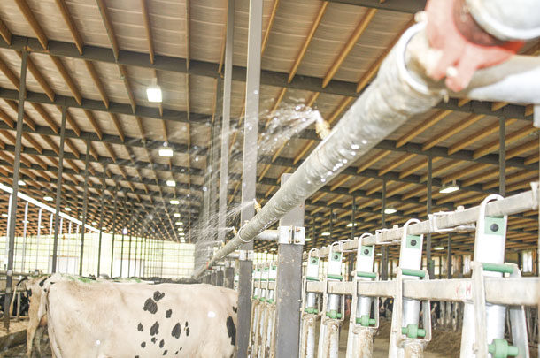 نکات کلیدی برای خنثی کردن اثر تنش‌ گرمایی در گاو شیری