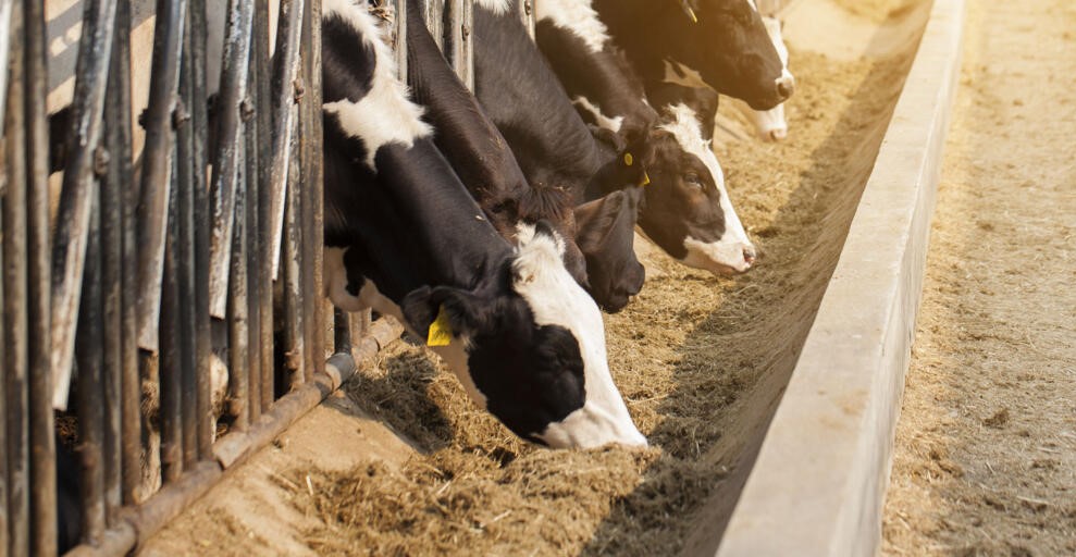 دوره آموزشی از پرورش گوساله تا تغذیه و مدیریت گاو‌های سوپرتولید