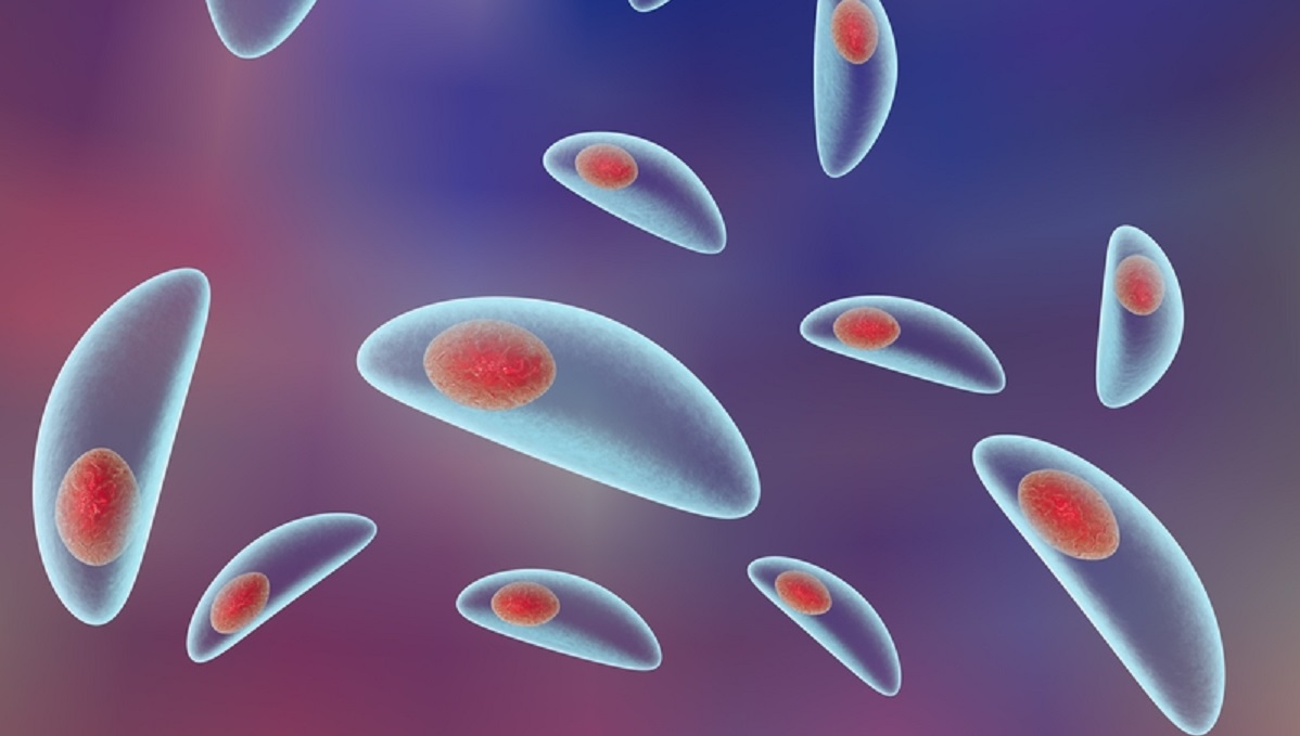 توکسوپلاسما گوندی؛ انگلی برای نازایی و کوری؟