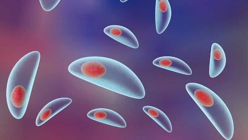 توکسوپلاسما گوندی؛ انگلی برای نازایی و کوری؟