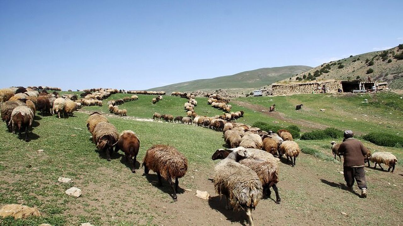 دوره آموزشی تولیدمثل در دام سبک؛ آموزش صفر تا صد با دکتر خطیبی