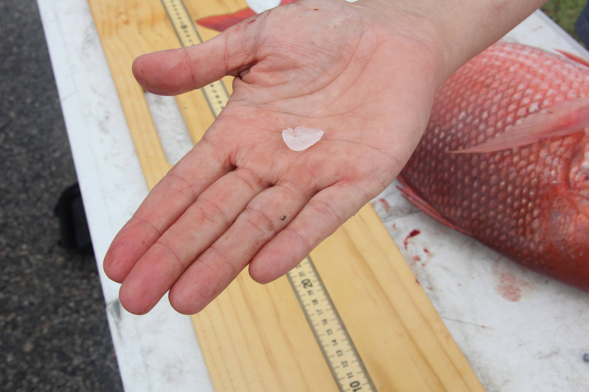 کارگاه آموزشی عملی تعیین سن در آبزیان در دانشگاه ساری