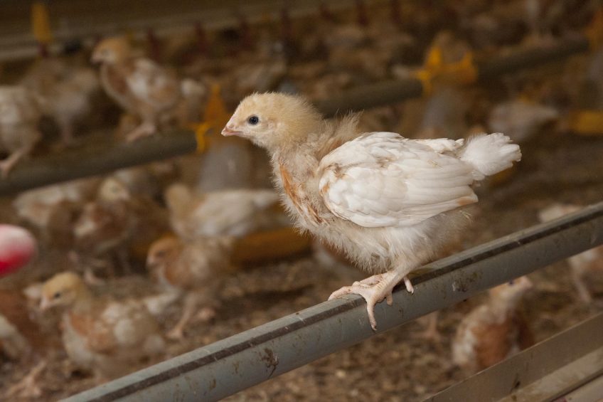 دوره آموزشی نقش تغذیه و ایمنی در مدیریت و پیشگیری از بیماری‌های طیور