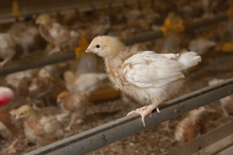 دوره آموزشی نقش تغذیه و ایمنی در مدیریت و پیشگیری از بیماریهای طیور