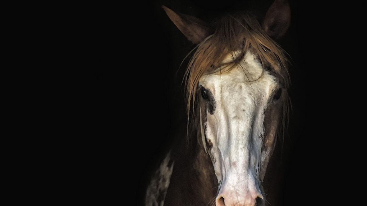 قابل‌توجه اسب‌داران؛ زنگ خطر بیماری مشمشه به صدا درآمد